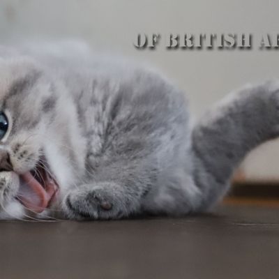 Tibo Of British Archanges