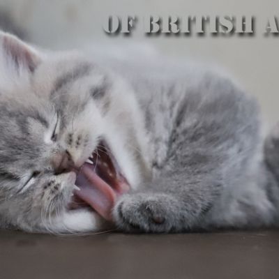 Tibo Of British Archanges