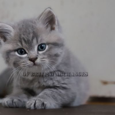 Tibo Of British Archanges