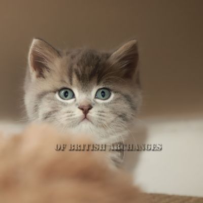 Tibo Of British Archanges