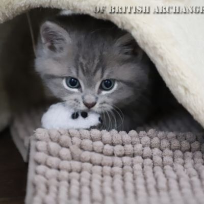 Tibo Of British Archanges