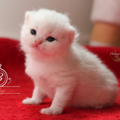 Pili-Pili Of British Archanges