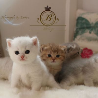 Pili-plili Of British Archanges