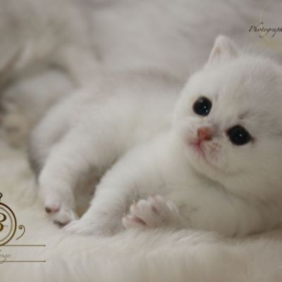 Pili-plili Of British Archanges