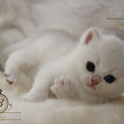 Pili-plili Of British Archanges