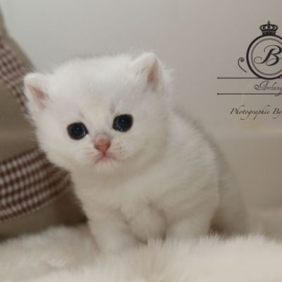 Pili-plili Of British Archanges