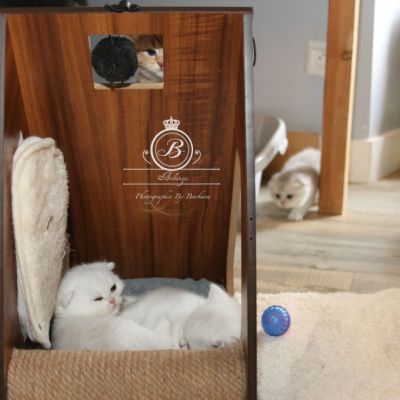 Pili-pili Of British Archanges