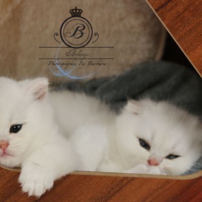 Pili-pili Of British Archanges