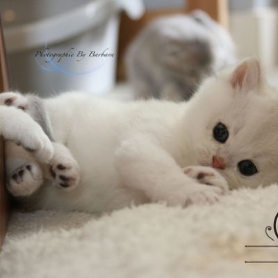 Pili-pili Of British Archanges