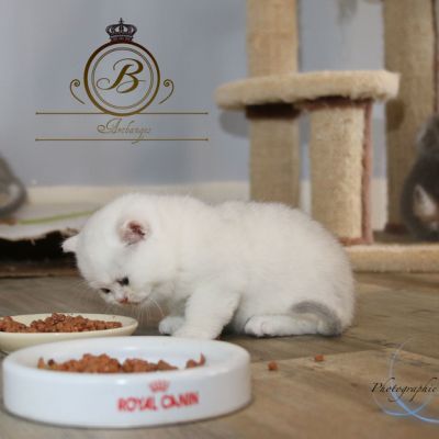 Pili-pili Of British Archanges