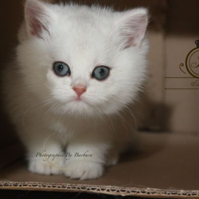 Pili-pili Of British Archanges