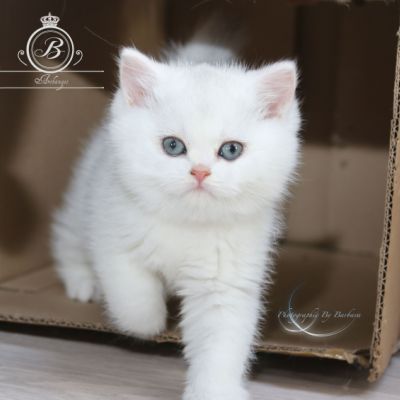 Pili-pili Of British Archanges