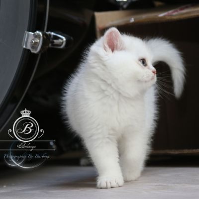 Pili-pili Of British Archanges