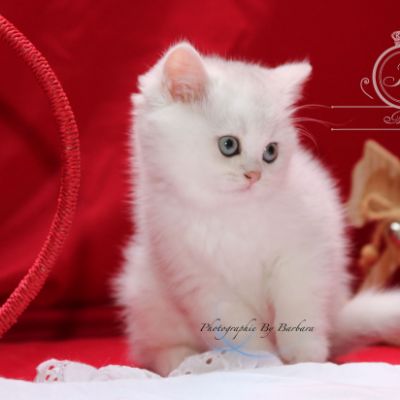 Pili-pili Of British Archanges