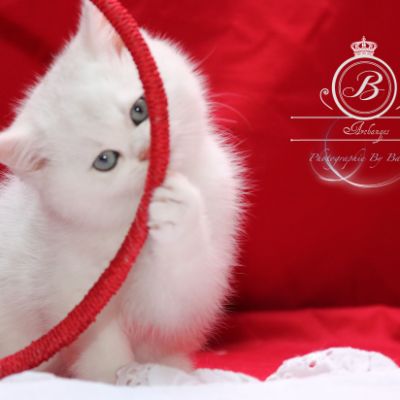 Pili-pili Of British Archanges