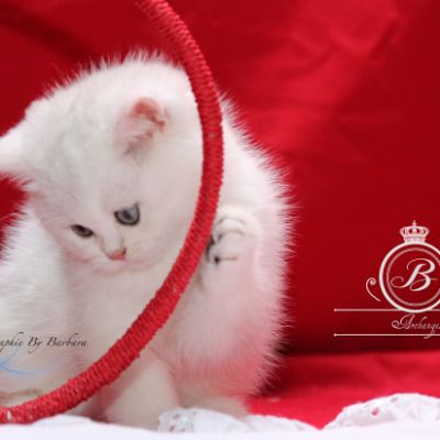 Pili-pili Of British Archanges