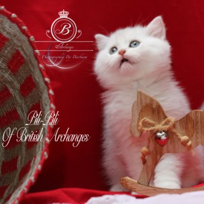 Pili-pili Of British Archanges