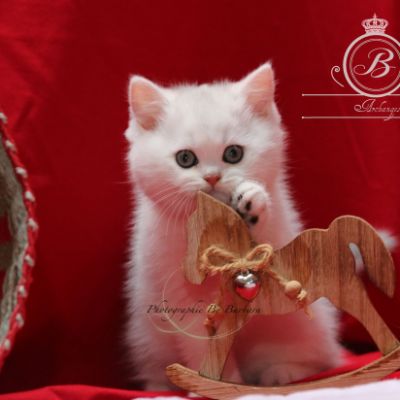 Pili-pili Of British Archanges