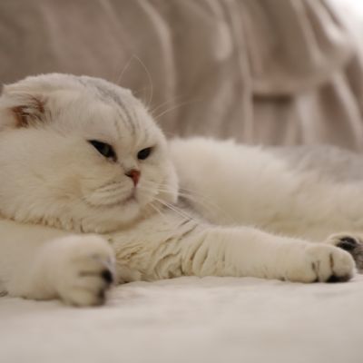 Sibelle,papyrus & les Trésors