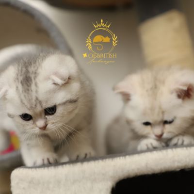 Sibelle,papyrus & les Trésors