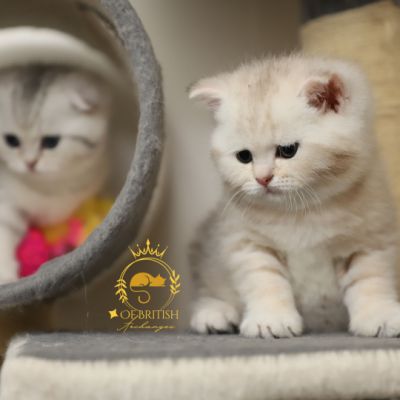 Sibelle,papyrus & les Trésors