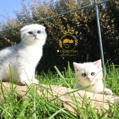 Sibelle,papyrus & les Trésors