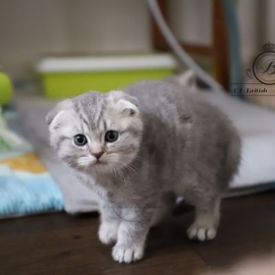 Tooko Of British Archanges