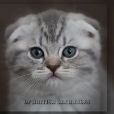 Tooko Of British Archanges