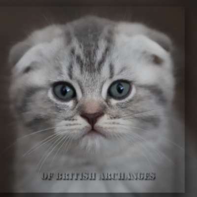 Tooko Of British Archanges