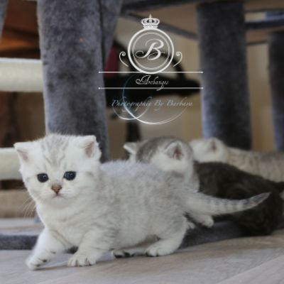 Pep's of British Archanges