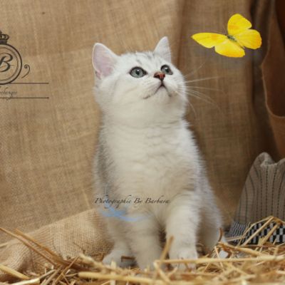 Pep's of British Archanges