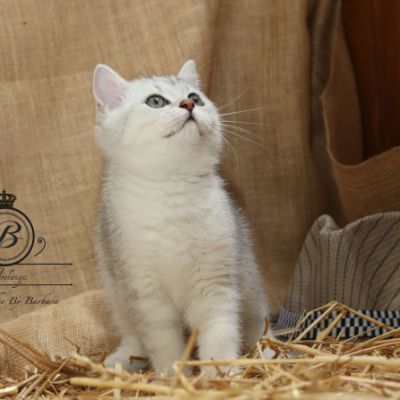 Pep's of British Archanges