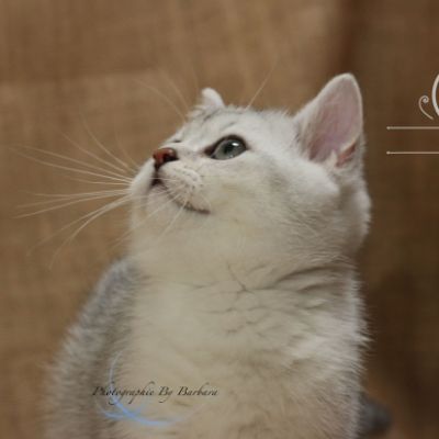 Pep's of British Archanges