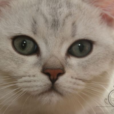 Pep's of British Archanges