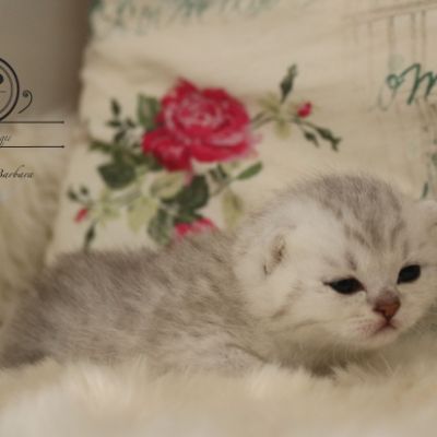 Poétic of British Archanges