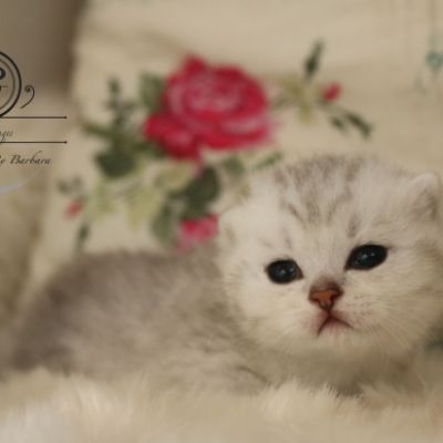 Poétic of British Archanges