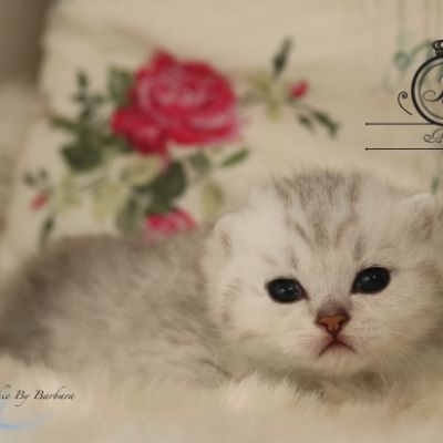 Poétic of British Archanges