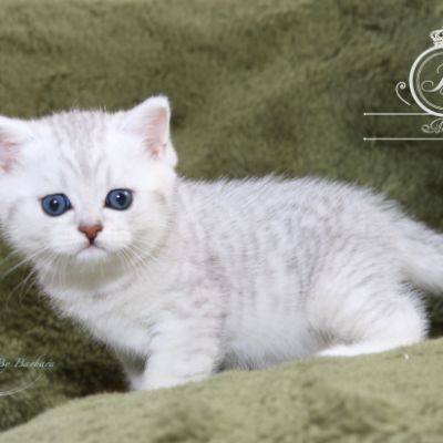 Poétic of British Archanges