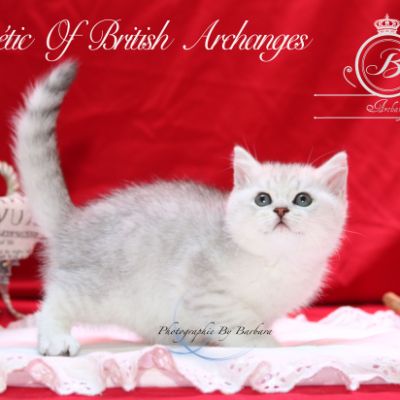 Poétic of British Archanges