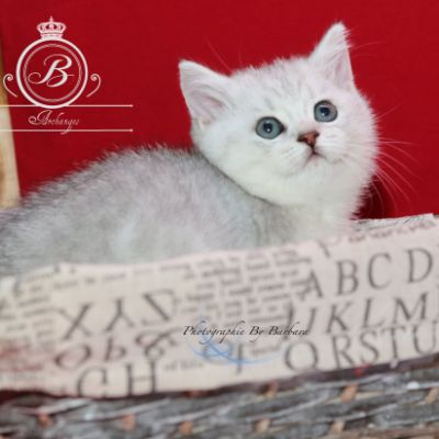 Poétic of British Archanges