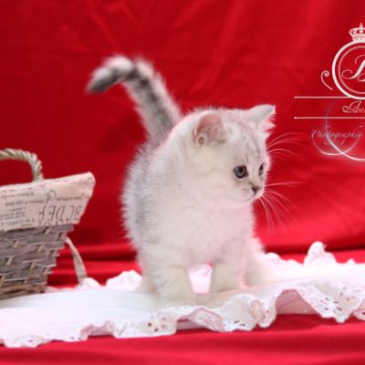 Poétic of British Archanges