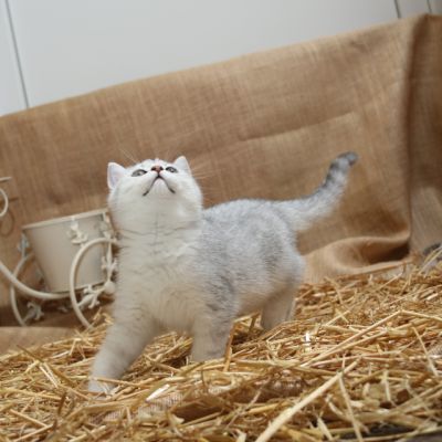 Poétic of British Archanges