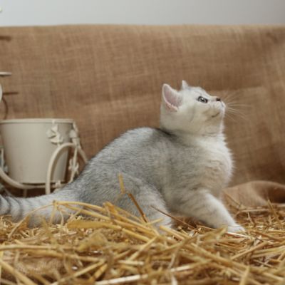 Poétic of British Archanges