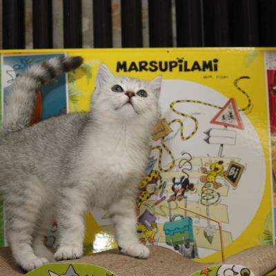 Poétic of British Archanges