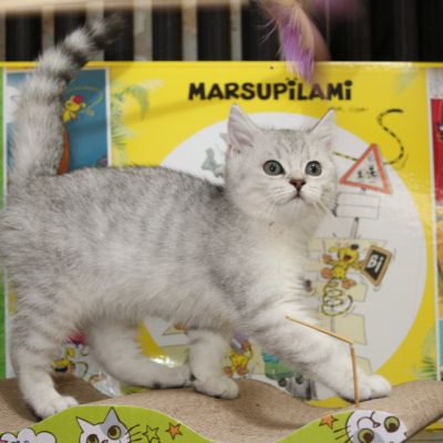 Poétic of British Archanges