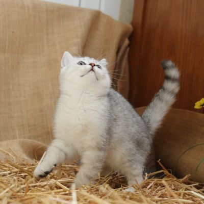 Poétic of British Archanges