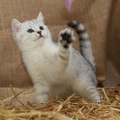 Poétic of British Archanges