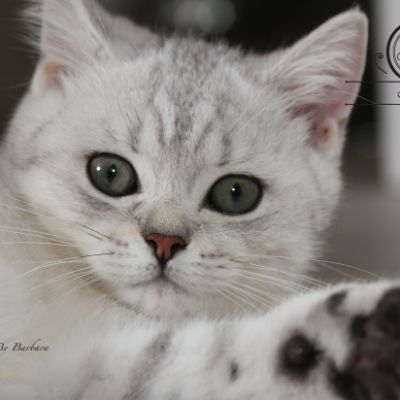 Poétic of British Archanges