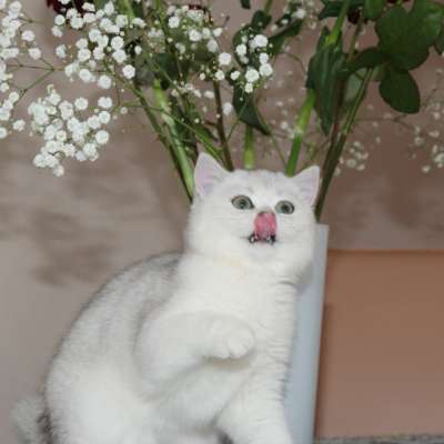 Operette blanche