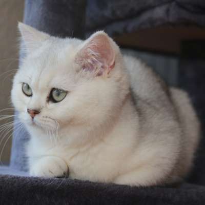Operette blanche